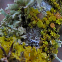 Lichen on branch in Oregon