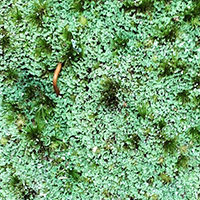 Lichen on branch in Oregon