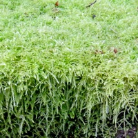 Lichen on branch in Oregon