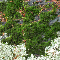 Lichen on branch in Oregon