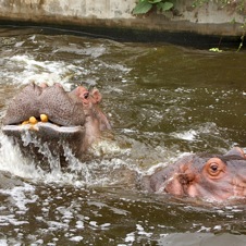 Beijing Zoo