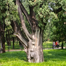 Temple of Heaven