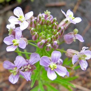 Flowers at the top of Black Dragon Volcano