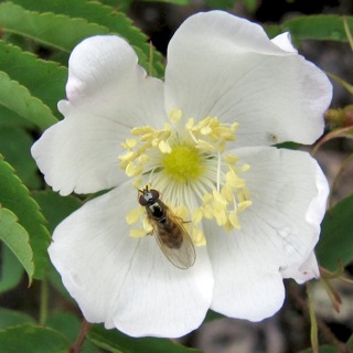 Little bee on blossom