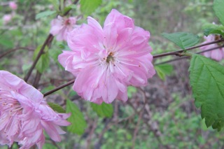 View of scene observed during walk on May 15th