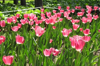 Botanical Gardens in Harbin