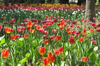 Botanical Gardens in Harbin