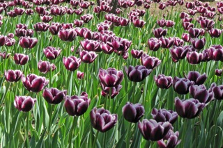 Botanical Gardens in Harbin