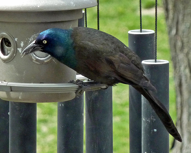 Grackle at feeder