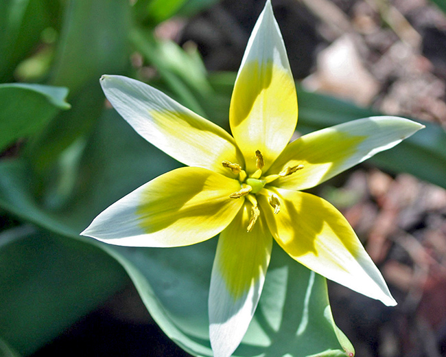 Yellow and white tulip spread out