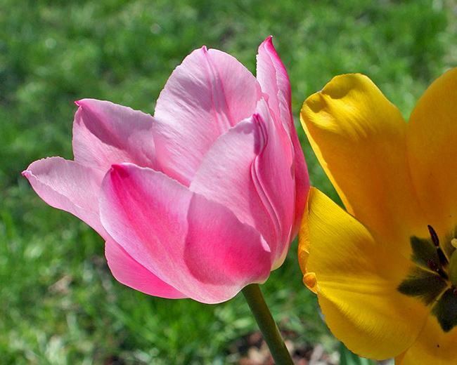 Pink tulip