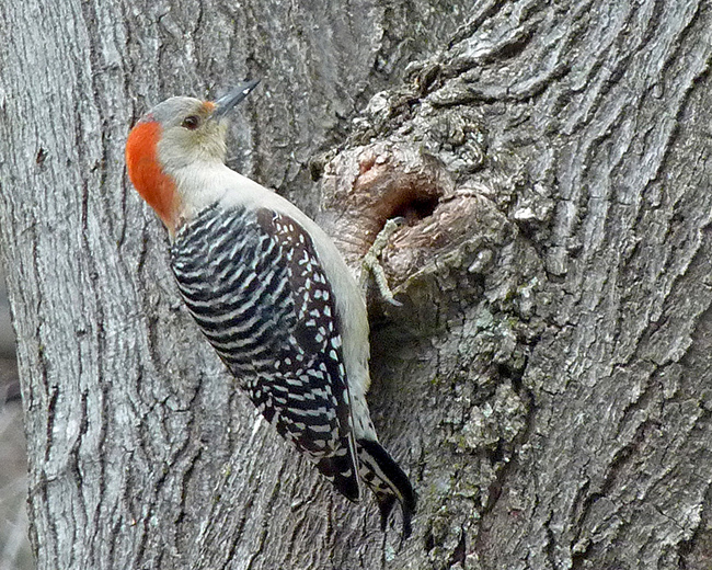 Northern Flicker