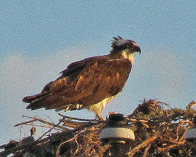 Osprey on Grand Island