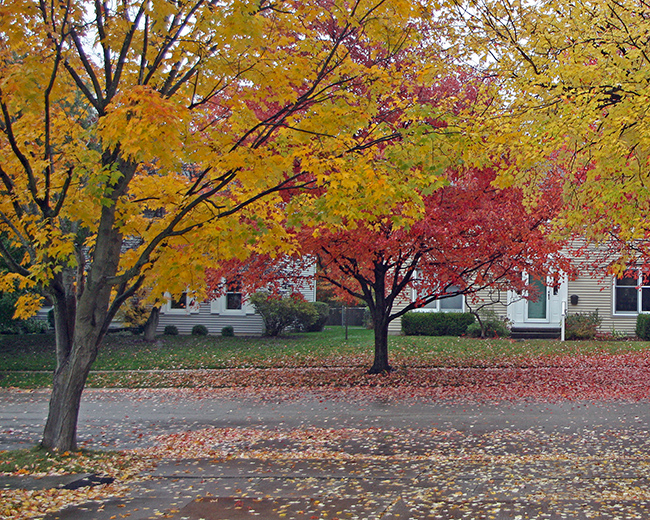 Park Avenue in early November