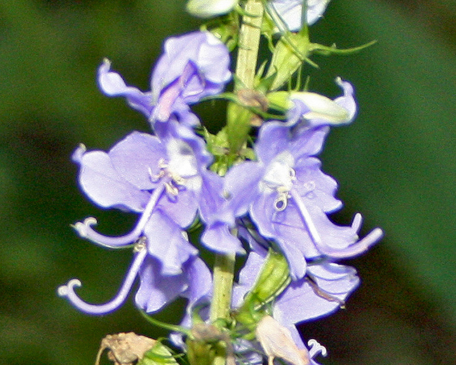 American Bellflower  Campanulastrum americanum