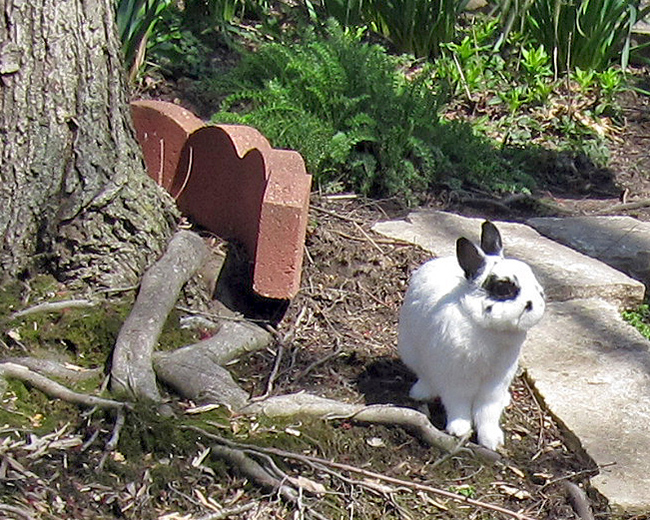 Snowball under tree