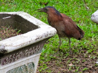 Malaysian Night Heron