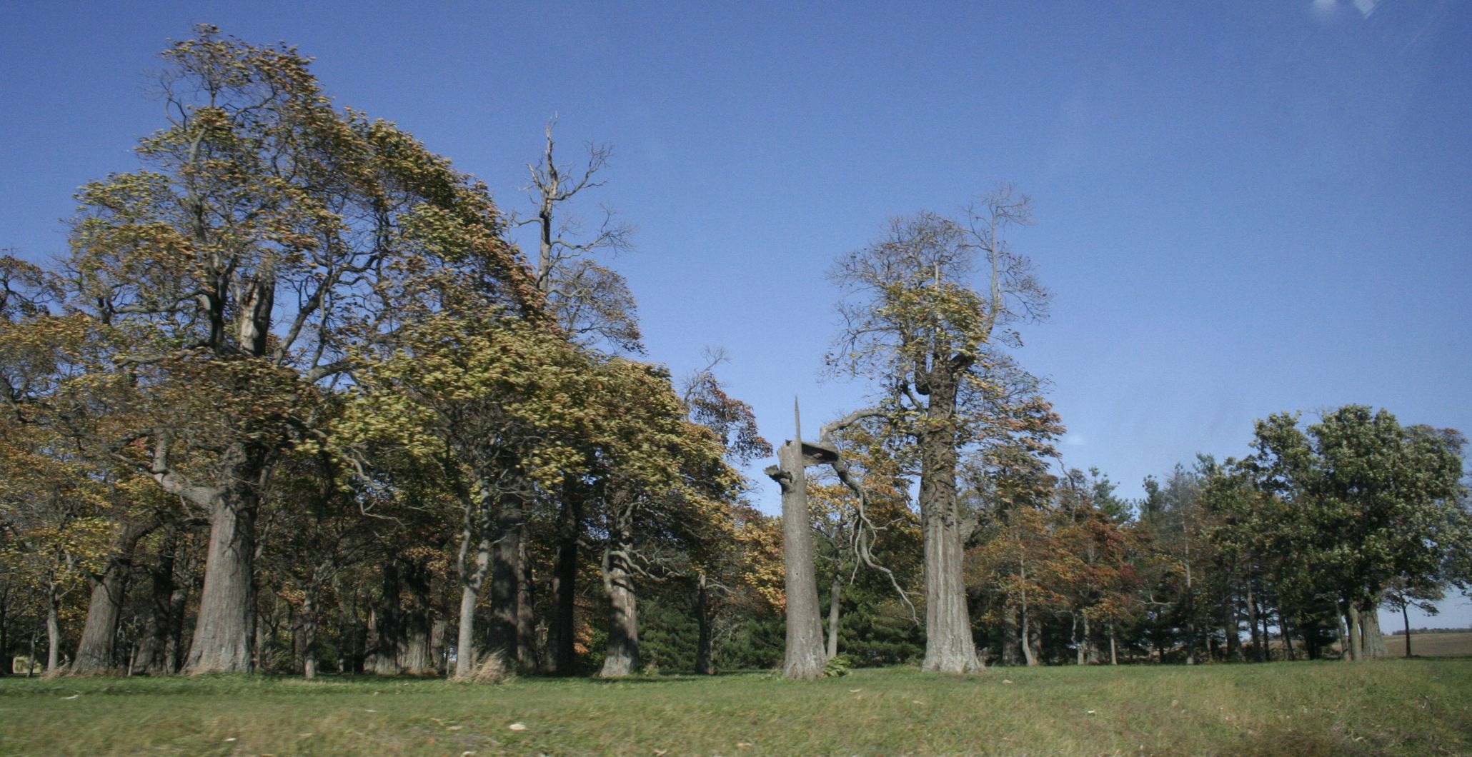 Old Oaks.JPG