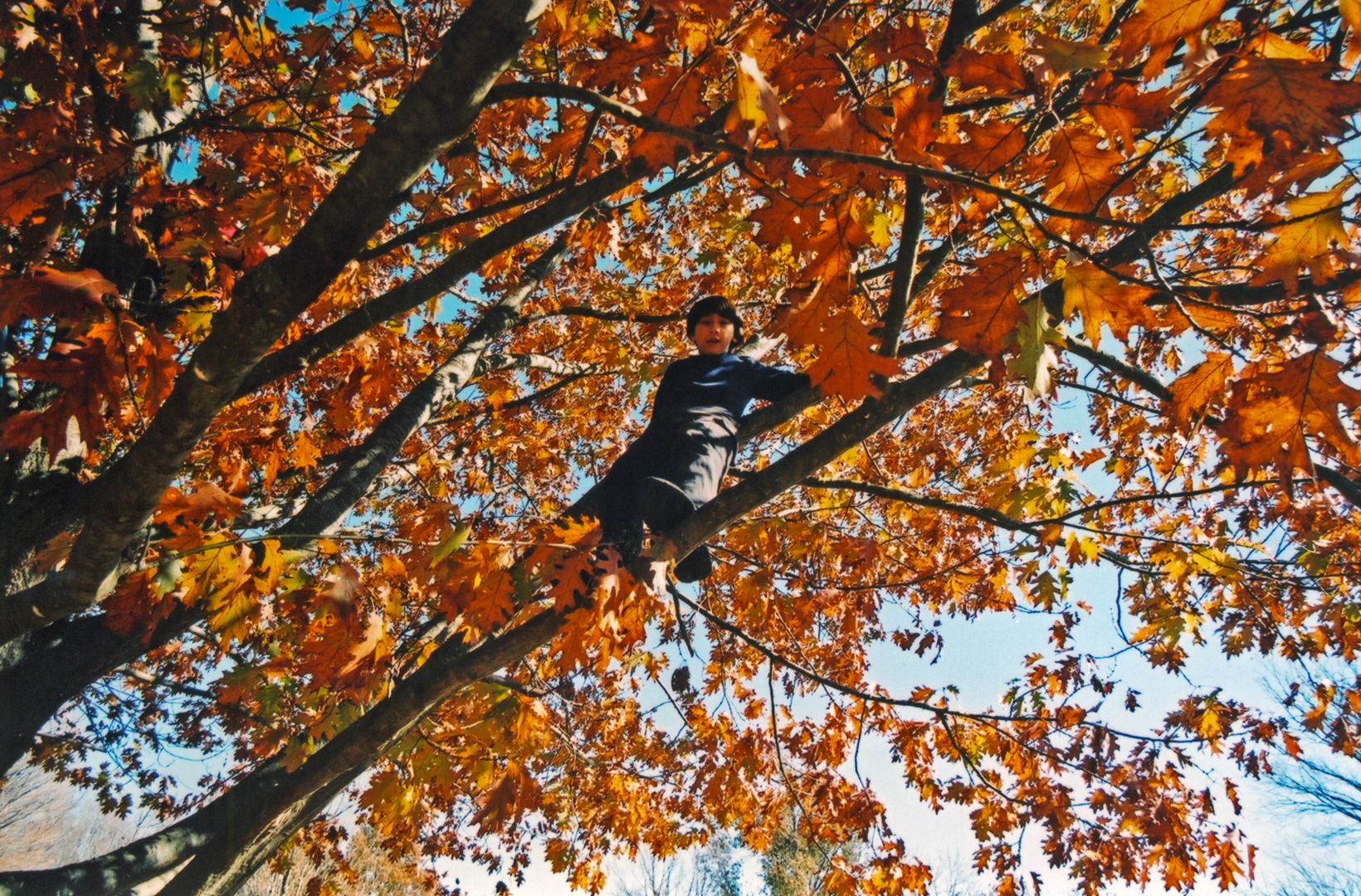 Arthur up in a tree