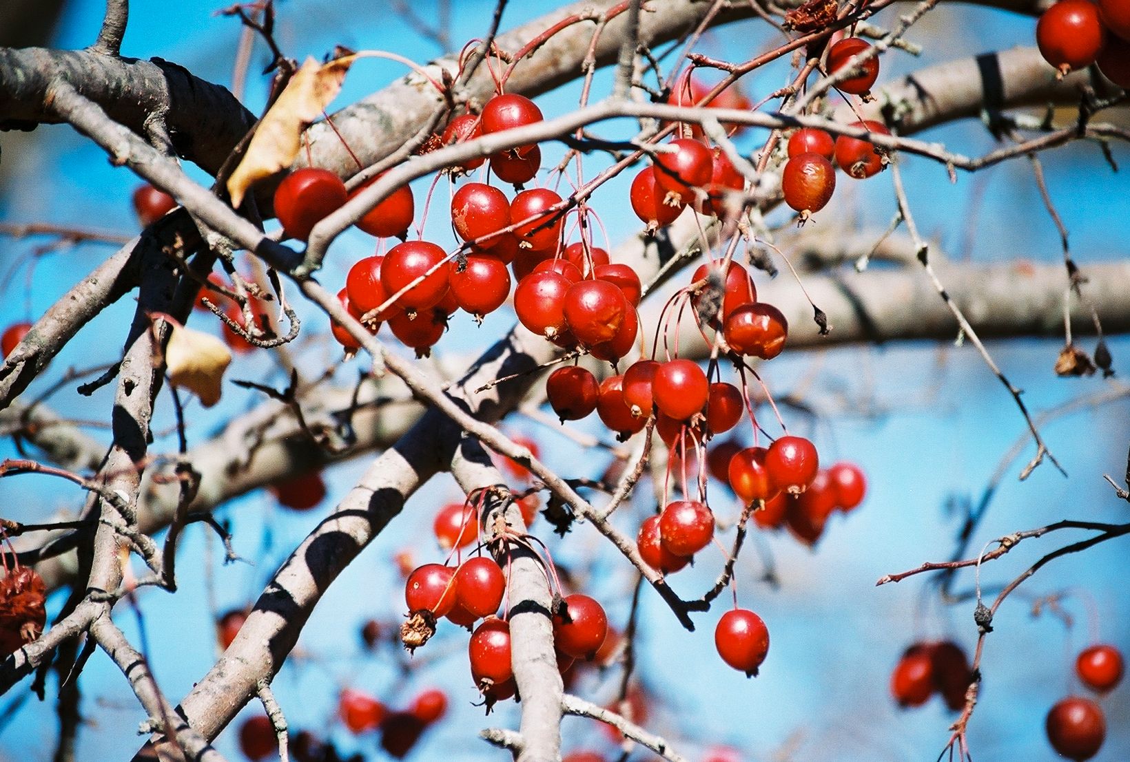 Cherries