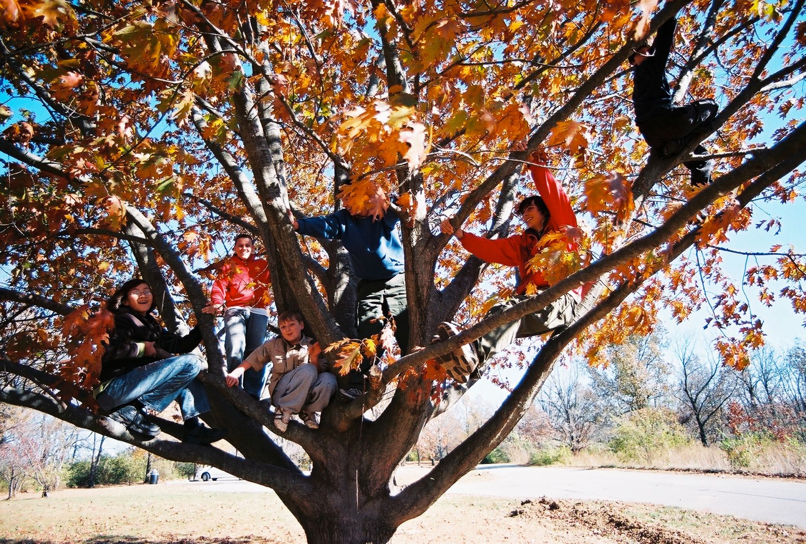 Guys in the tree