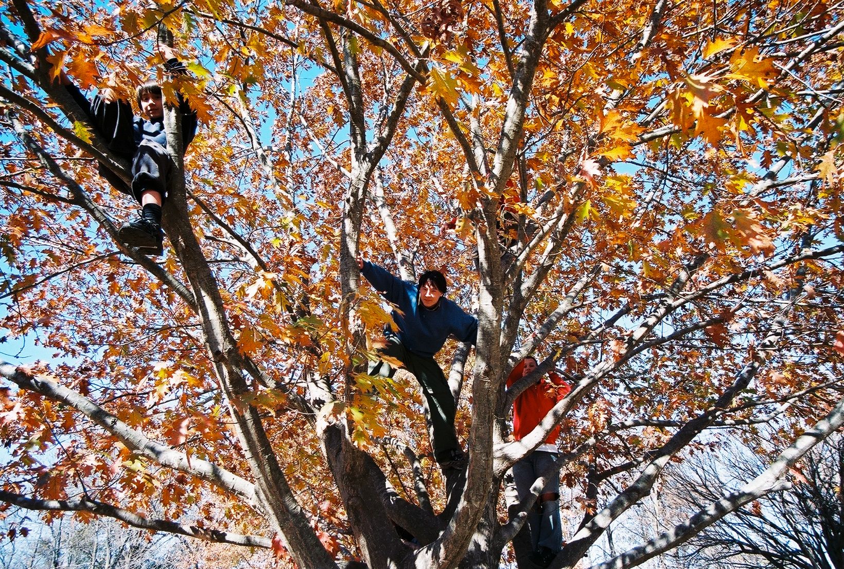 Having fun in the tree