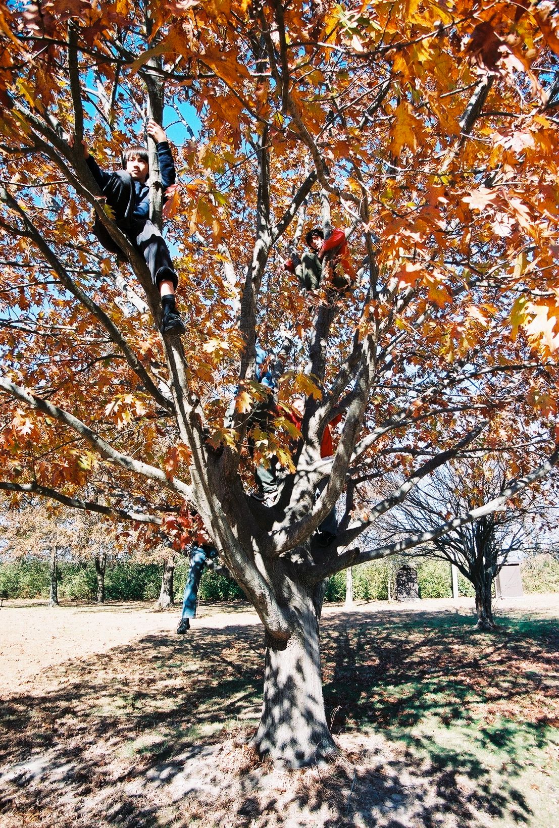 Everyone in the tree