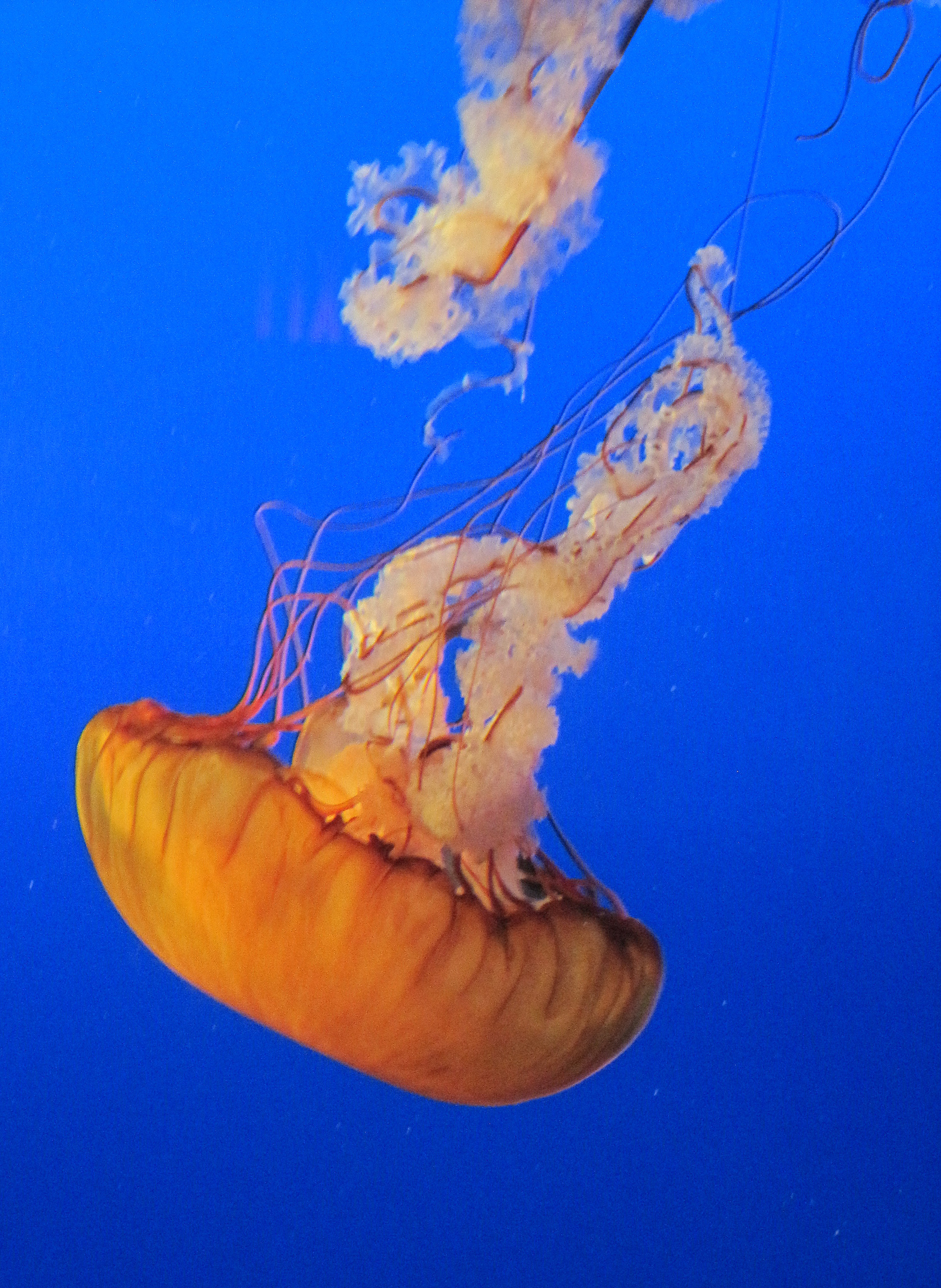 Pacific Sea Nettle